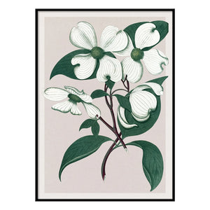 The Dybdahl Co. - Cornus Florida póster
