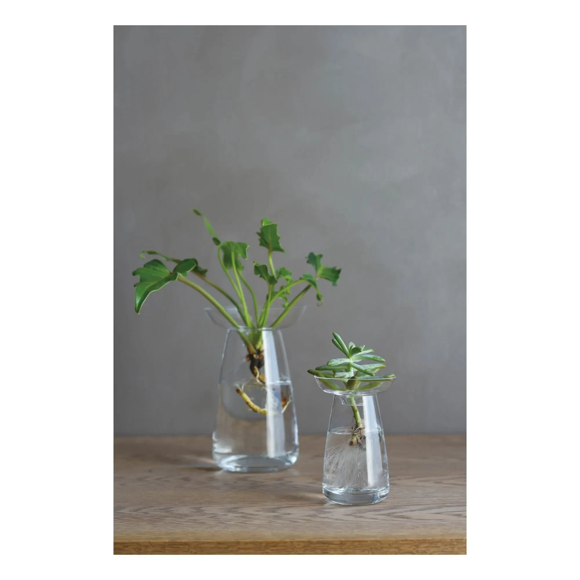 Kinto - Jarrón de cristal para plantas | Transparente