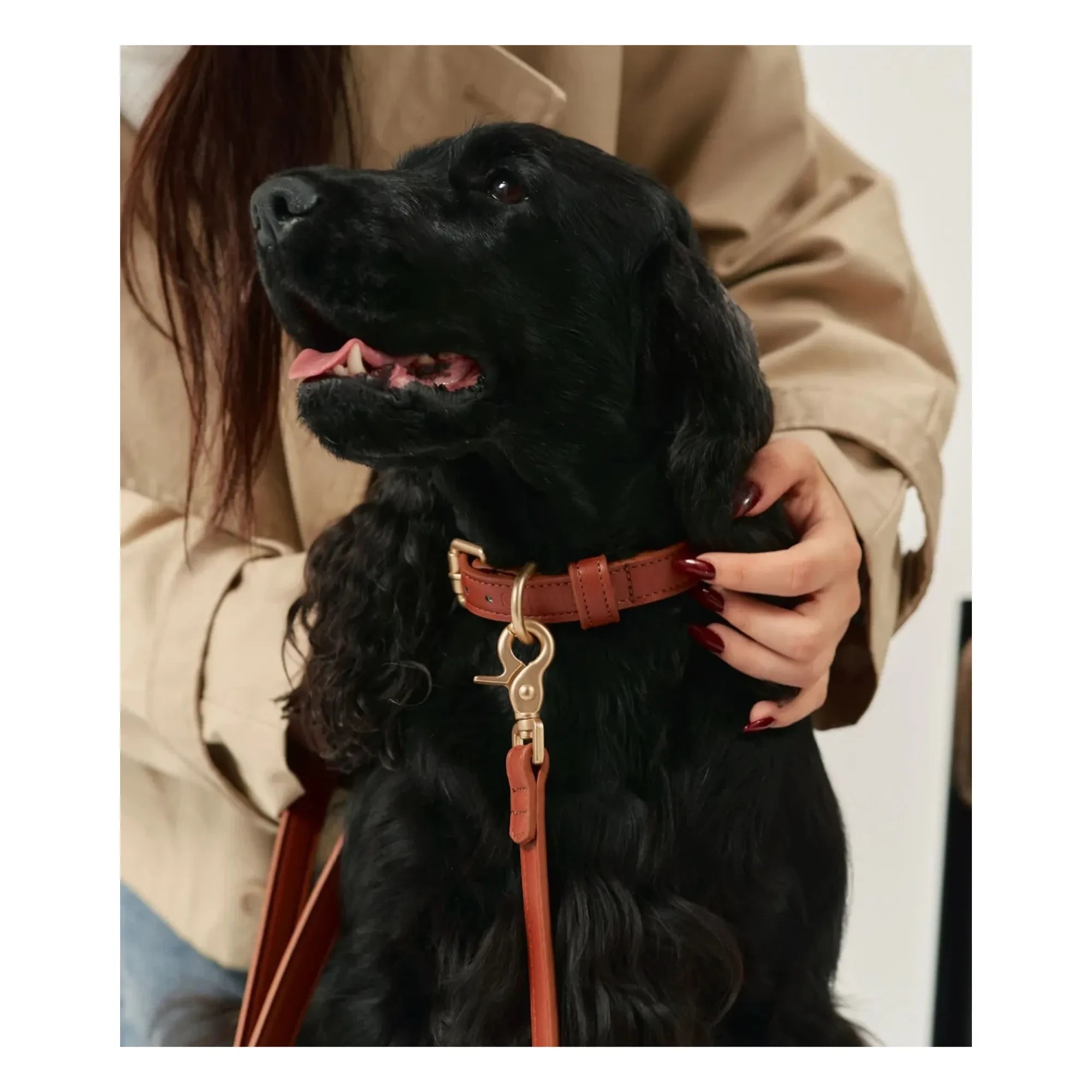 Cafide - Correa vegana de piel para perros | Marrón