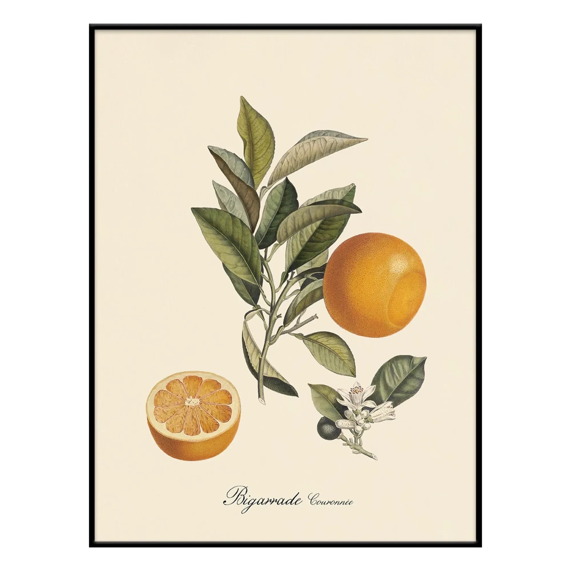 The Dybdahl Co. - Póster de Bigarrade con corona