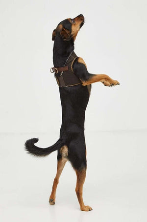 Arnés para perro Barbour