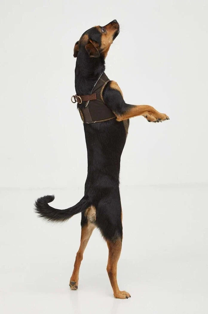 Arnés para perro Barbour