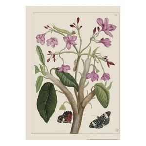 Les Jolies Planches - Póster de Jazmín de la India