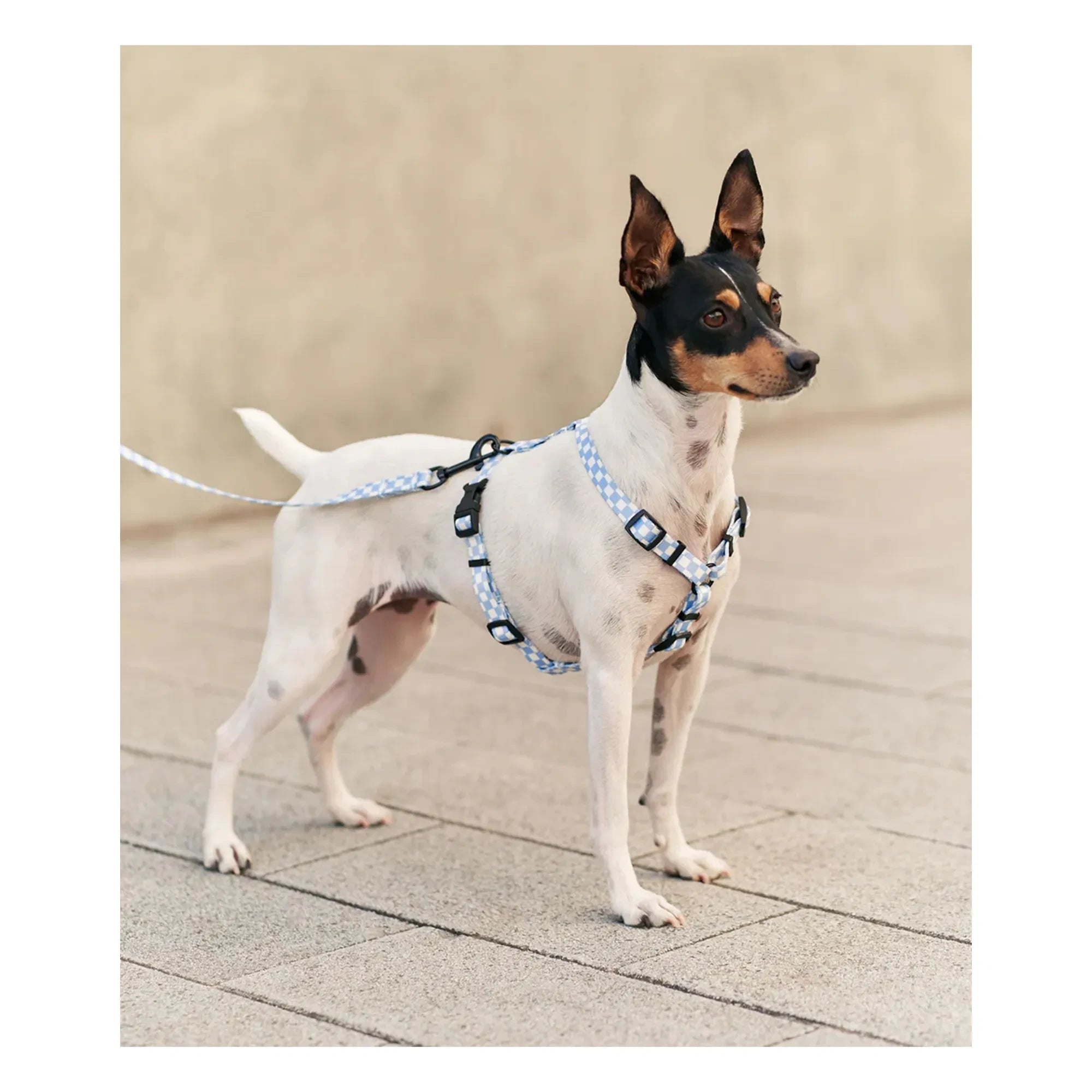 Cafide - Correa para perros Juno | Azul claro