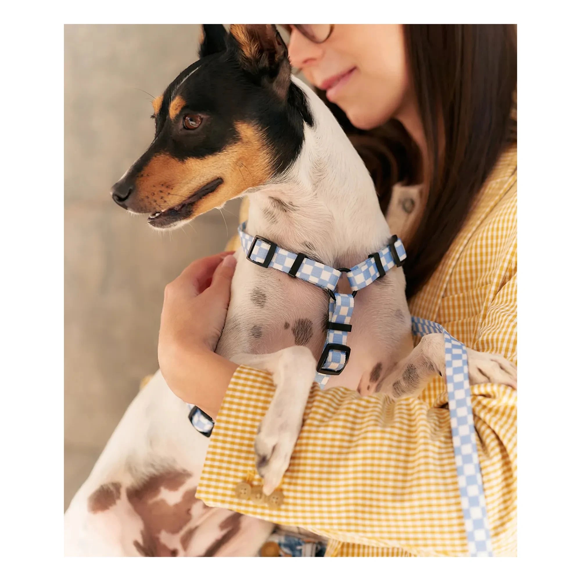 Cafide - Arnés para perros Juno | Azul claro
