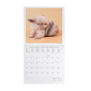 Legami - Conejo Miel Calendario de Pared 2027 - 30 x 29 cm