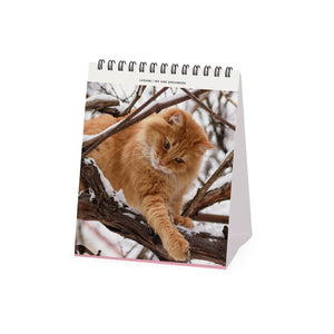 Legami - Cats 2027 Calendario de Mesa - 12 x 14,5 cm