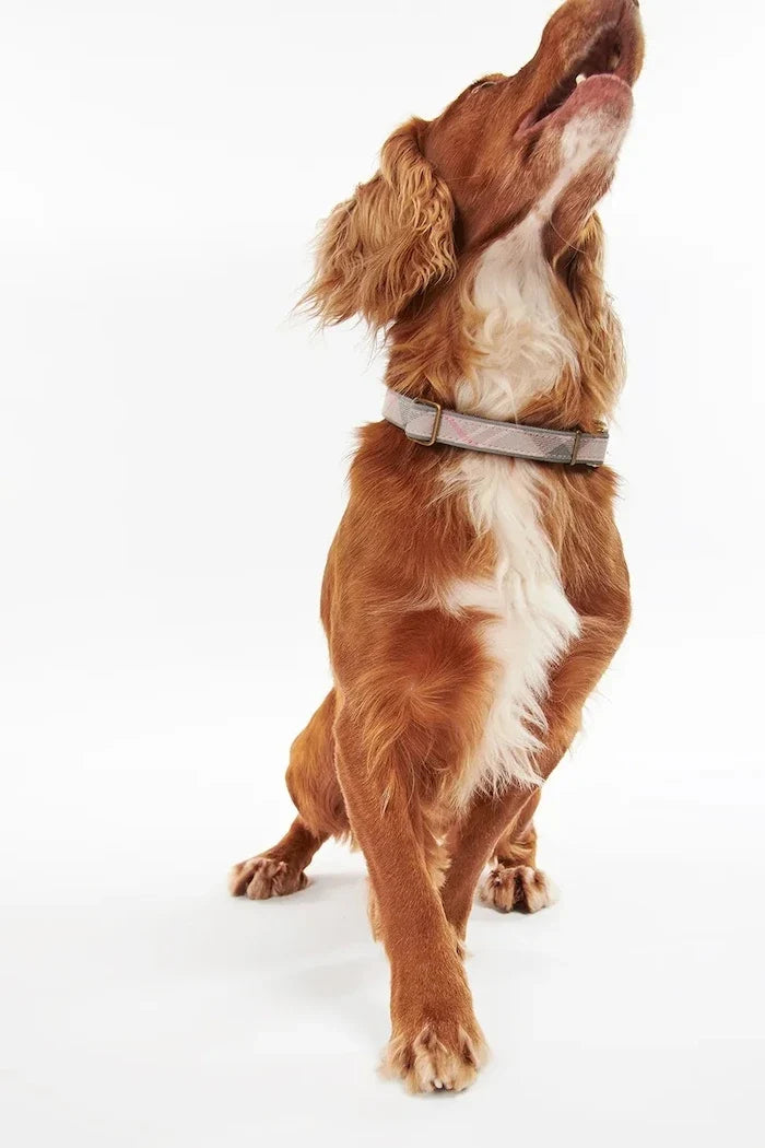Correa para perros Barbour