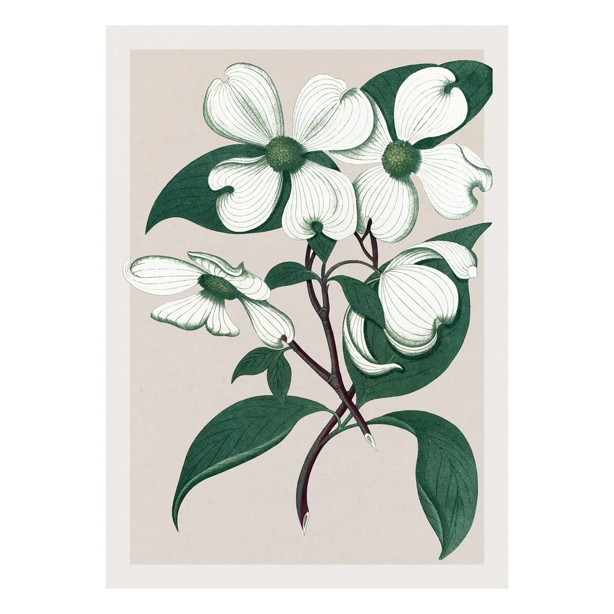 The Dybdahl Co. - Cornus Florida póster