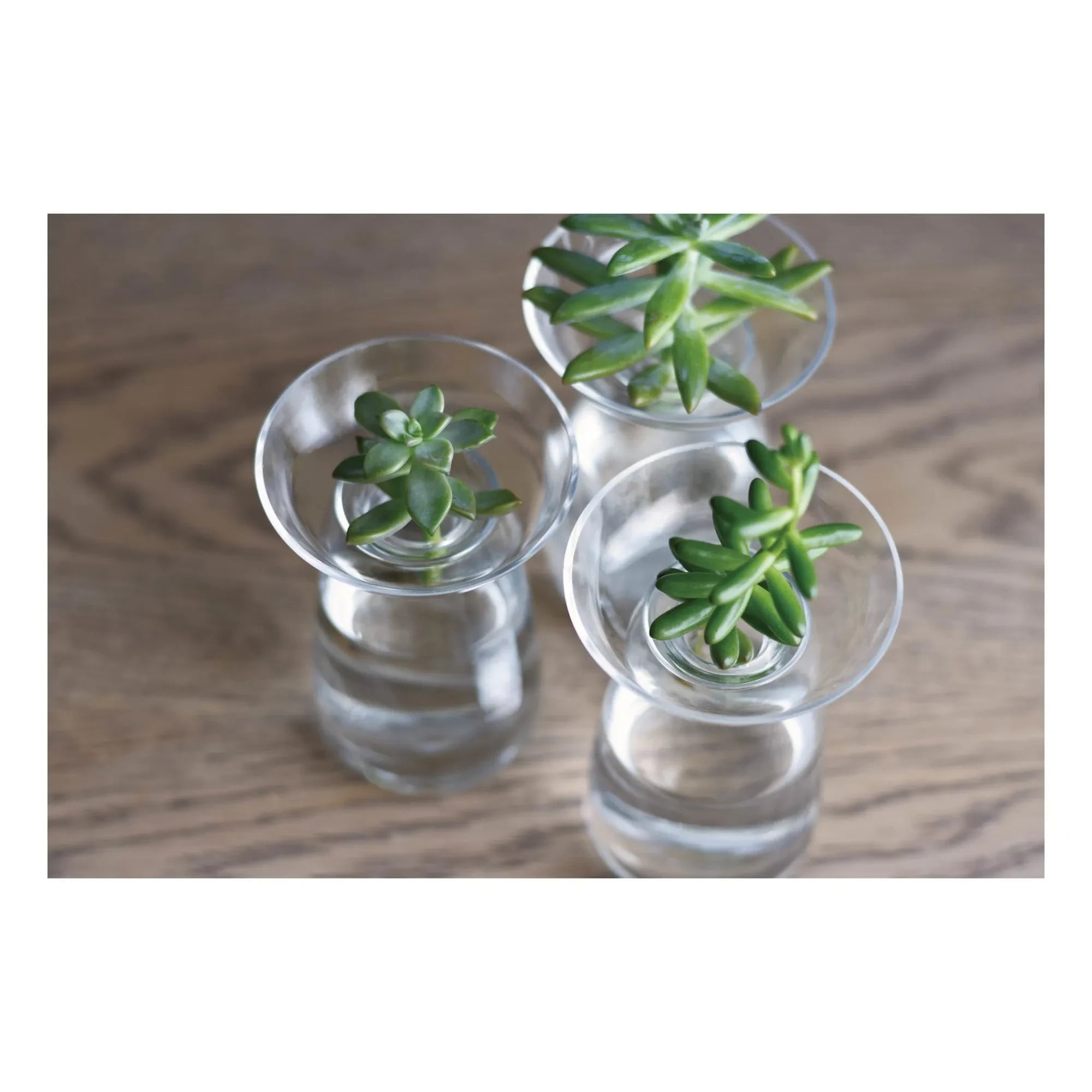 Kinto - Jarrón de cristal para plantas | Transparente