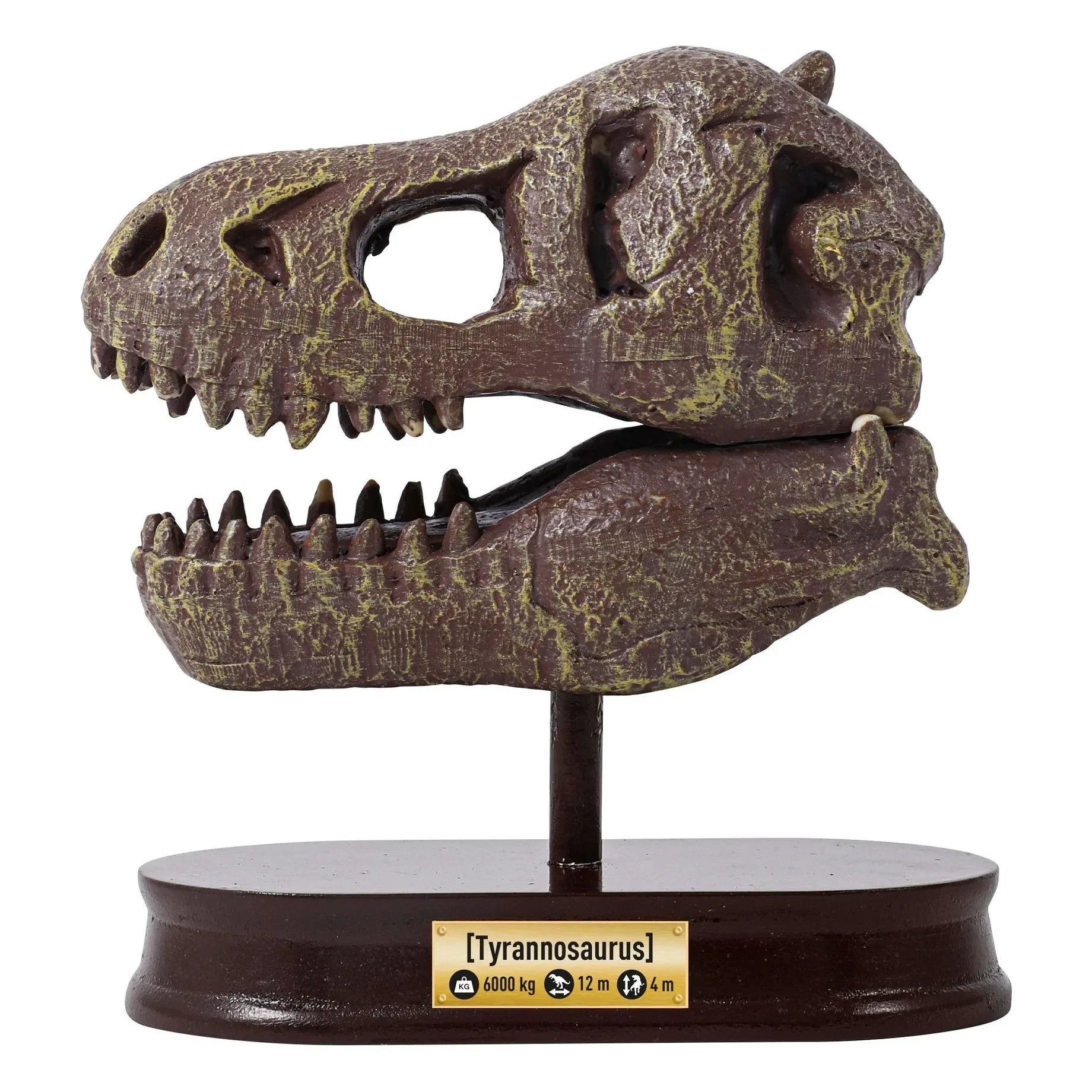 Buki - Kit de arqueología - Cráneo de dinosaurio de museo