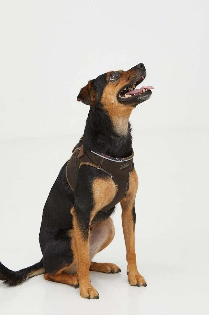 Arnés para perro Barbour