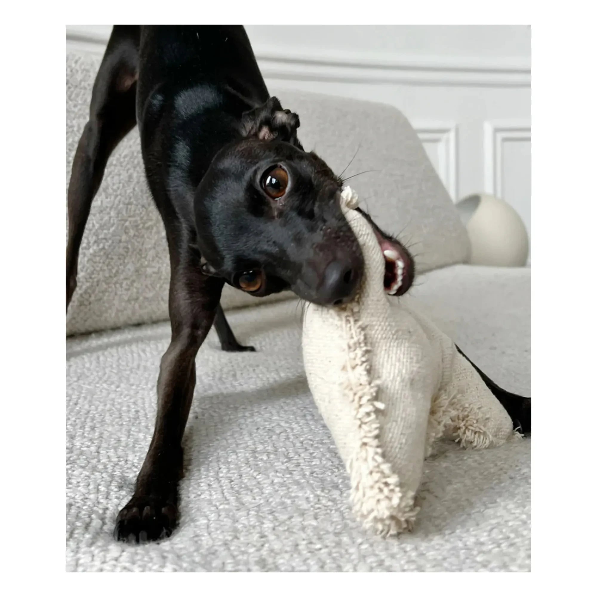Cafide - Juguete para perro con forma de hueso | Blanco roto