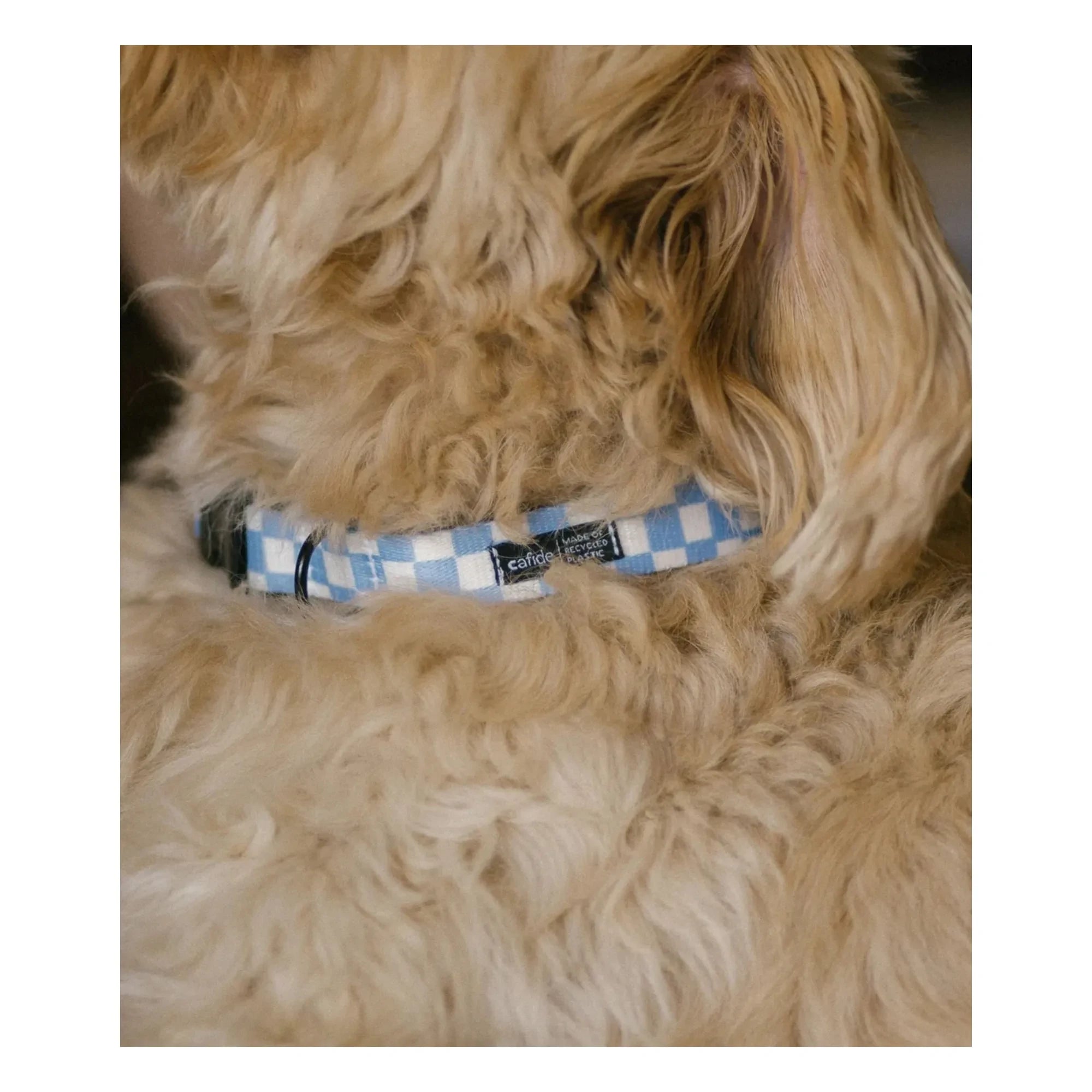 Cafide - Correa para perros Juno | Azul claro