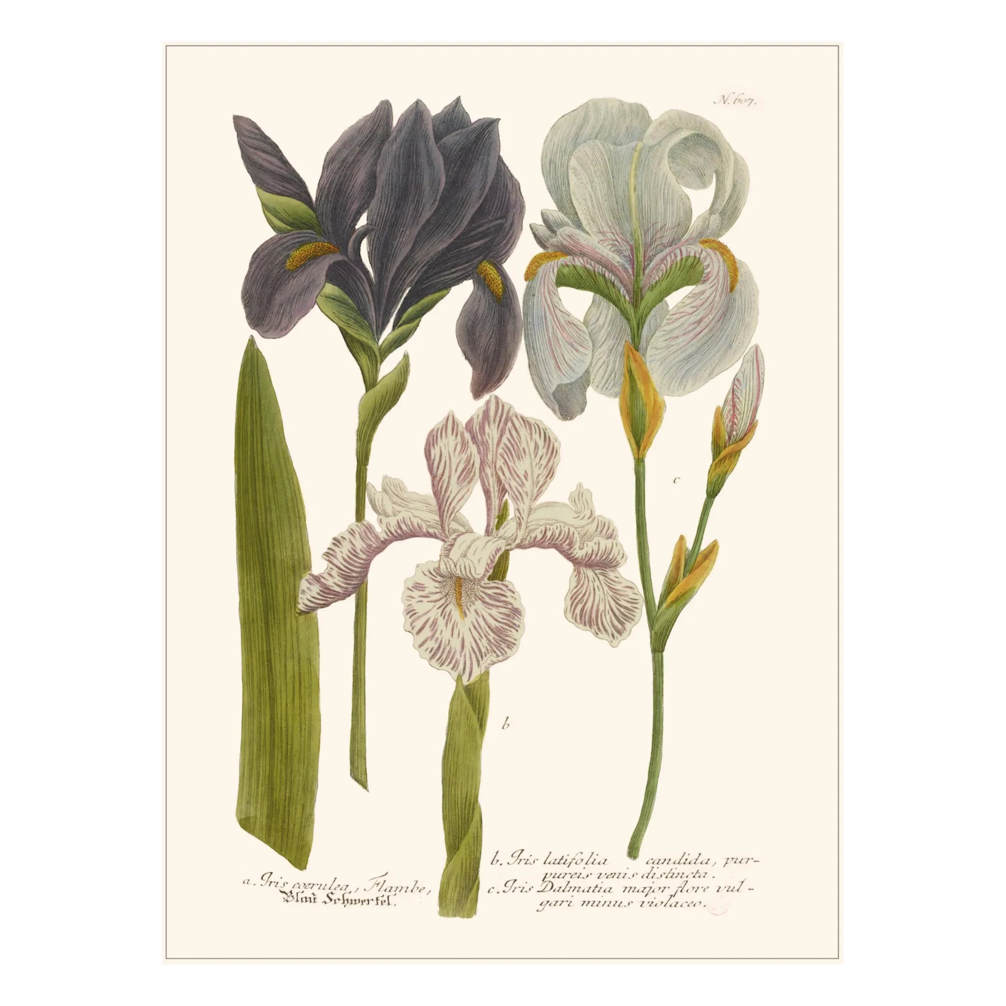 Les Jolies Planches - Póster Jardín de Iris