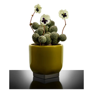 Serax - Cache-pot 02, Kris van assche | Sarı