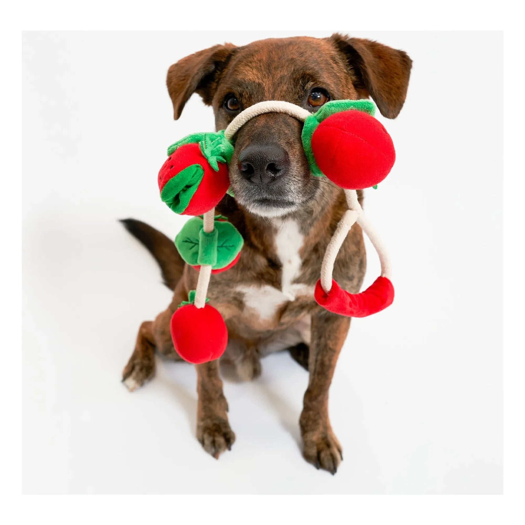 The Furry Folks - Juguete rascador Tomate Cereza | Rojo Tomate