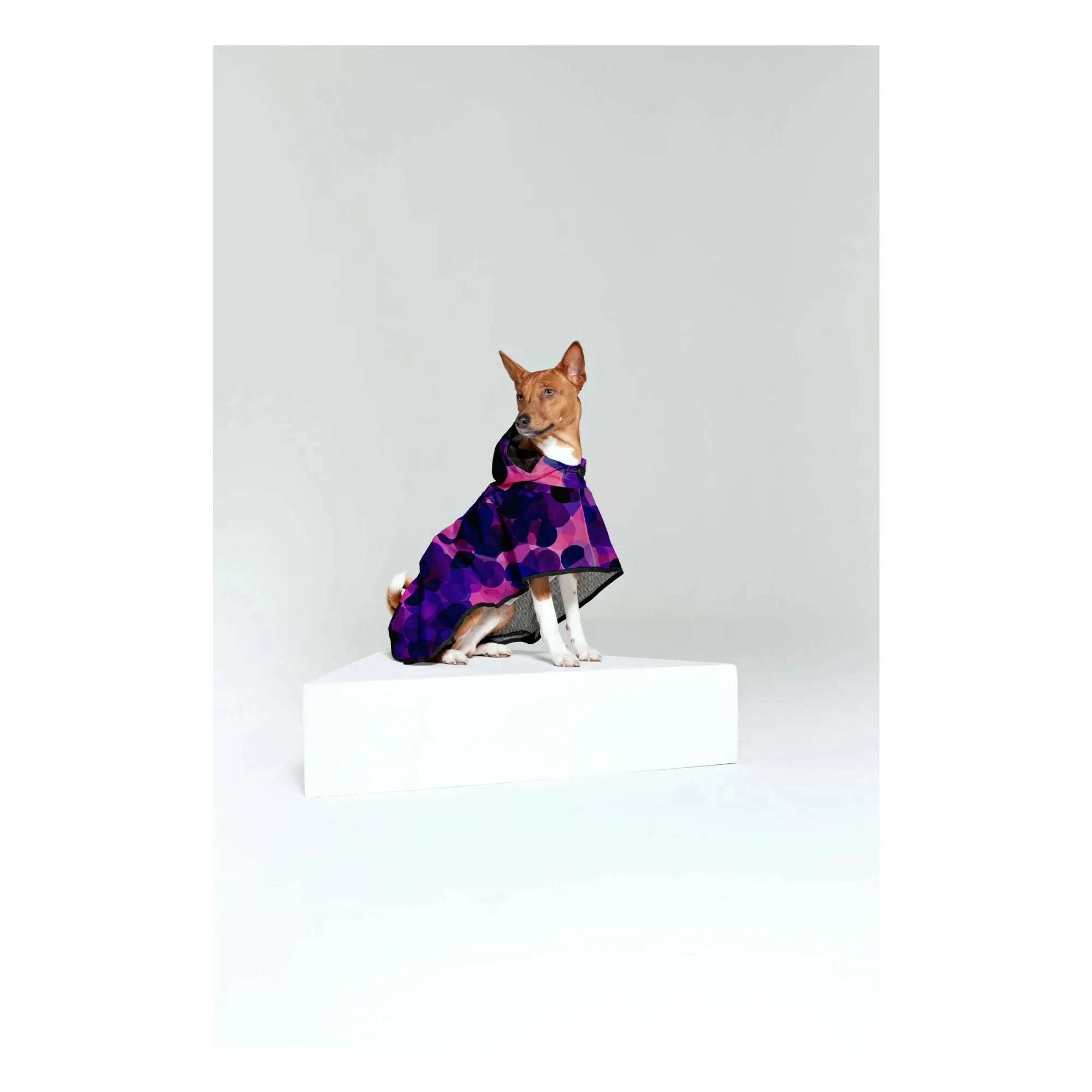 Rainkiss - Chubasquero impermeable para perro City Lights | Morado