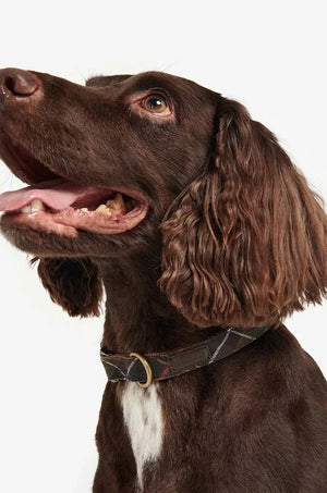 Correa para perros Barbour