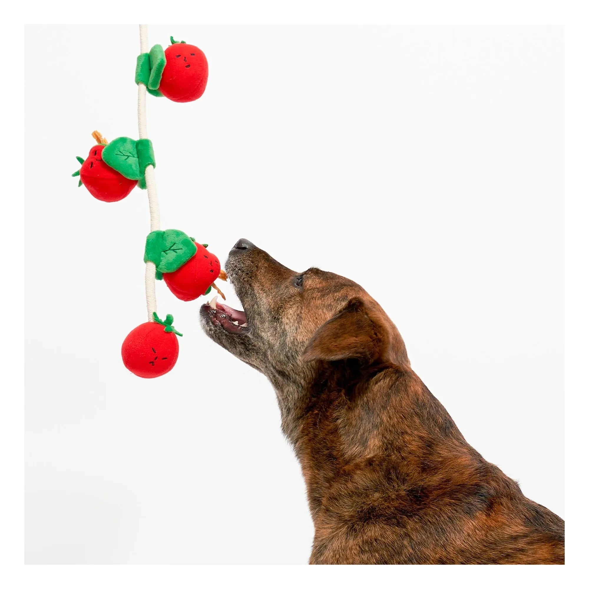 The Furry Folks - Juguete rascador Tomate Cereza | Rojo Tomate