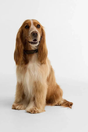 Perro Barbour