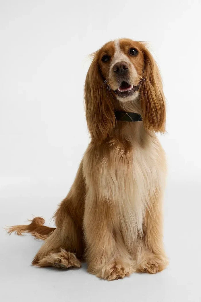 Collar de perro Barbour