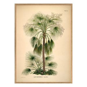 The Dybdahl Co. - Póster Livistona Humilis