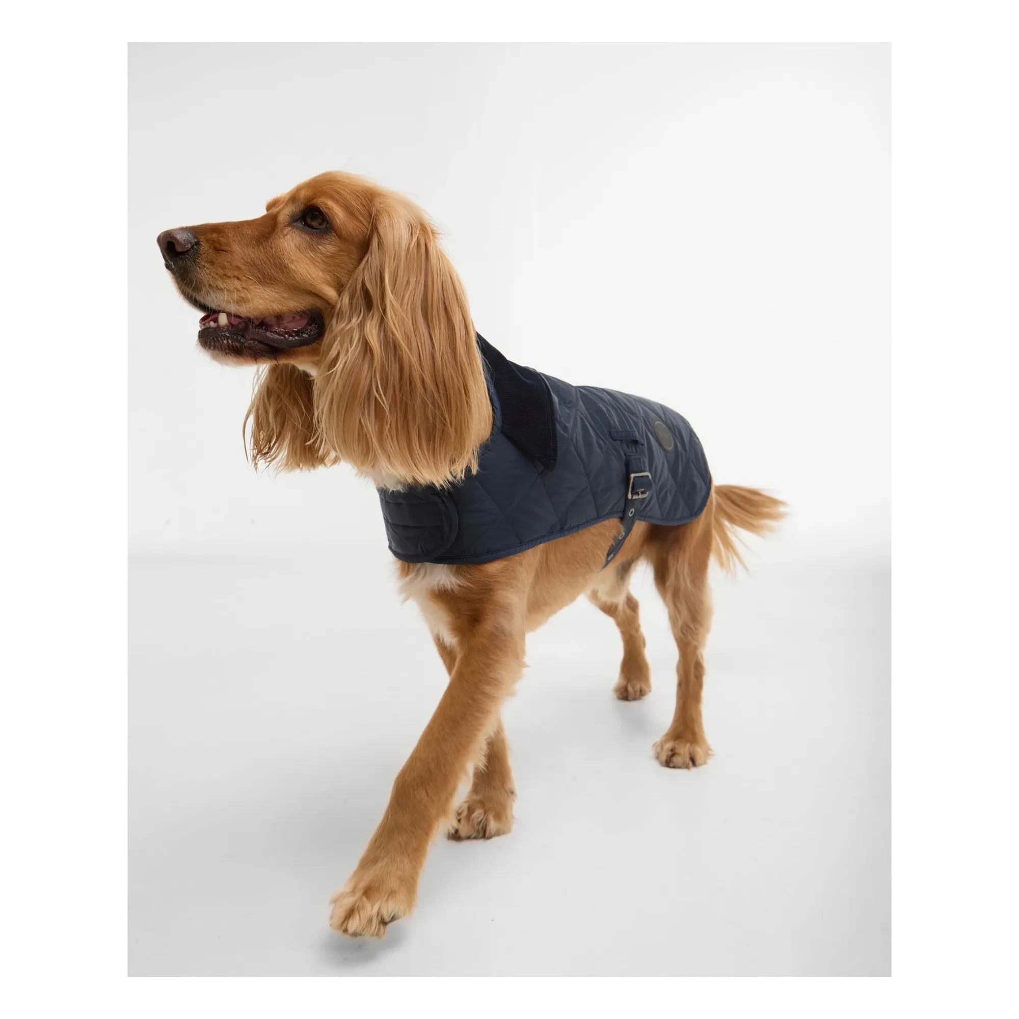 Barbour - Abrigo acolchado para perros | Azul marino